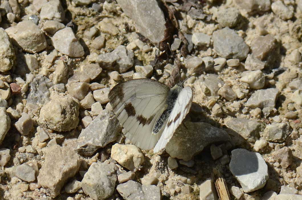 Pieris...sp?